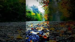 Rain Sounds to block out ambient noise.  Soothing Rain sounds help you fall asleep fast and focus.