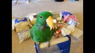 Parrot Foraging Toy Haul - Jasper the Eclectus Parrot