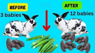 How to Increase your rabbit’s fertility