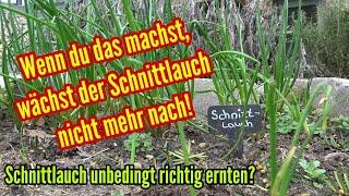 Schnittlauch ernten - VERMEIDE unbedingt diesen FEHLER bei Schneiden von Schnittlauch Ernte