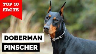 Doberman Pinscher - Top 10 Facts