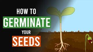 How to Germinate your Cannabis Seeds!