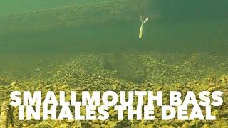 Smallmouth Bass Inhales The Deal #shorts