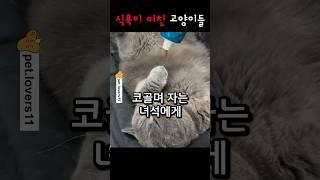 식욕이 미친 고양이들 ㅋㅋㅋ