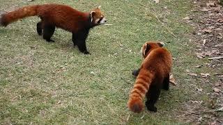 Voice of Red Panda