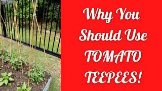 Why You Should Use Tomato Teepees!