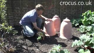 How to use a terracotta rhubarb forcer