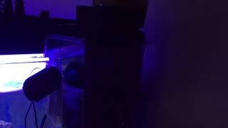 Bubble magus QQ1 external nano skimmer