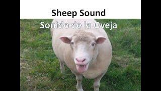  Sheep Sound, Baa, Farm Animals Noises - Sonido de la Oveja, Bee, Balido, Animales de Granja