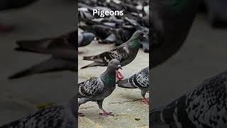 Pigeons