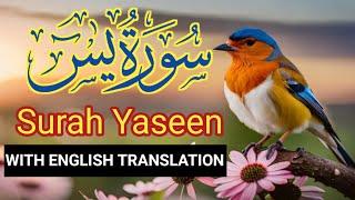 Quran: 36. Surah Ya-Sin (Ya Sin): Arabic,English and Urdu translation @themeaningofislam