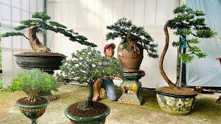 Xuyên bonsai 5/6 #0985860647 chào bán cây cảnh Tùng Kim Cương, Ngâu, Nguyệt Quế, Mai Tứ Quý