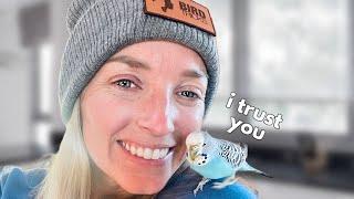 How To Gain Your Budgie's Trust