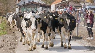 Weideaustrieb: Kühe hüpfen und rennen ins Grün