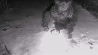 Bigfoot attracted by cat food caught on Security Camera goes ballistic