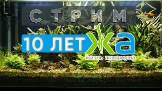 Каналу Жизнь аквариума 10 лет! Юбилейный стрим.