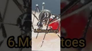 Top 10 Dangerous Insects in the world | #shorts #top10 #dangerousinsects