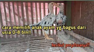 cara memilih ayam yang bagus dari usia 0-8 bulan