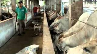 Livestock exports: the live cattle trade