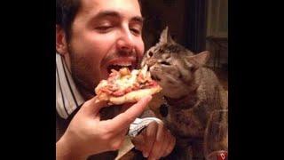  This is my pizza!  The funniest video with cats and kittens! You will laugh! 