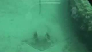 When Sting Rays Attack!
