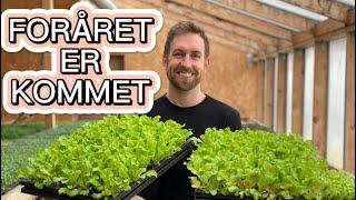 MARTS MÅNED I KØKKENHAVEN + (tips til såning af tomaterne)