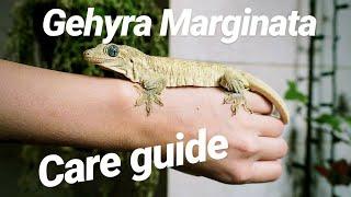 Halmahera Gecko Care Guide