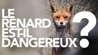 Le renard est-il un danger pour l'Homme ?