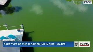 Algae from South America shows up in Cape Coral canal