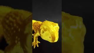 Creating a Golden Leopard Gecko with a 3D Printer: Cool and Luxurious! #flsunt1pro #3d #3dprinted