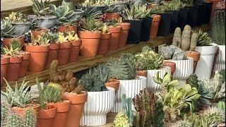 Rebuild a 200+ cactus collection section at Star Succulents Garden (Facebook) after Beryl Hurricane