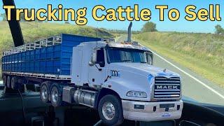 Trucking The Old Cows To Sell