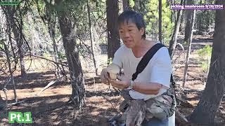 Iu-Mienh fun channel Ep 937 picking mushroom 9/26/2024