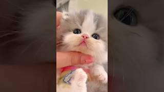 The Cutest Kittens in One Compilation! #cutecats #catlovers #cats #catvideo #catshorts #kitten