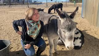 Are donkeys the right animal for you?