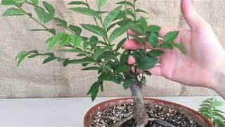 Creating a Chinese Elm Bonsai pt1