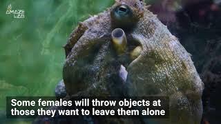 Lady Octopuses ‘Throw’ Objects at Overbearing Males Underwater