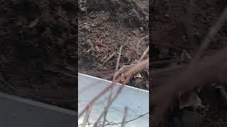 Вода из носика второй бочки льётся в жёлоб и дальше стекает к саженцу ореха грецкого 24-ого Мая