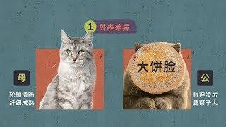 【喵客帝国】辨别公猫母猫只会看蛋蛋？别耍流氓啦，这儿有更正经的方式