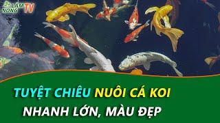 Kỹ Thuật Nuôi Cá Koi Nhanh Lớn, Màu Siêu Đẹp | Nuôi Cá Koi Hồ Kính & Trong Bể Xi Măng