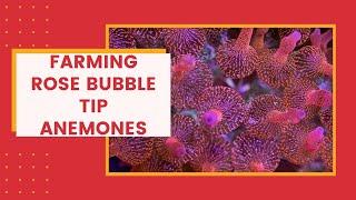 Farming Bubble Tip Anemones