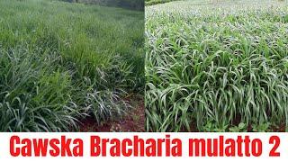 Cawska Barakariya Mulaato 2 (Bracharia Mulatto II) oo lagu tijaabiyey Soomaaliland. +254717446236