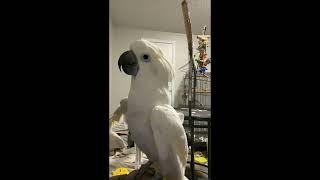 Handicapped Romeo Cockatoo likes me to "sing"