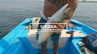 Pesca de sierras grandes! - Spanish Mackerel fishing