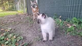 Grey fox meets kitten