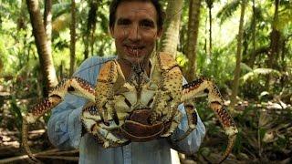 British Indian Ocean Territory – coconut crabs