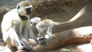 Baby monkey starts to explore