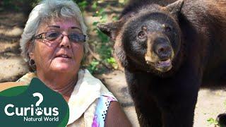 Keeping A Deadly Grizzly Bear As A Predator Pet | Wildlife Documentary | Curious?: Natural World