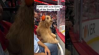 Dog sits front row at Game 7 of Stanley Cup! #goldendoodle #dogdad #nhl #floridapanthers