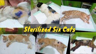 Sterilized Six Cats but One Cat Had Problems@lilyivo